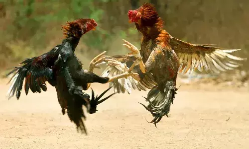 Cockfighting, Kukkuta Sastram , gamblers