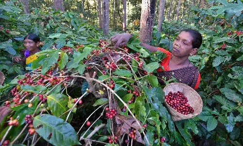 Andhra Pradesh Government, Coffee Cultivation, One Lakh Acres, Paderu Region