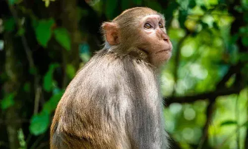 Diaper, 20-day-old baby, drowning , monkey, well, Seoni village, Chhattisgarh