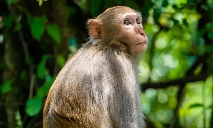 Diaper, 20-day-old baby, drowning , monkey, well, Seoni village, Chhattisgarh Diaper, 20-day-old baby, drowning , monkey, well, Seoni village, Chhattisgarh