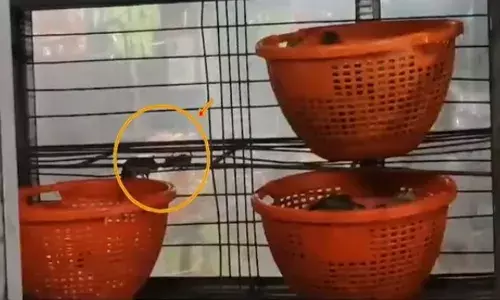 ప్రసాదం కౌంటర్‌లో ఎలుకలు.. ఇద్దరు ఉద్యోగులు సస్పెండ్