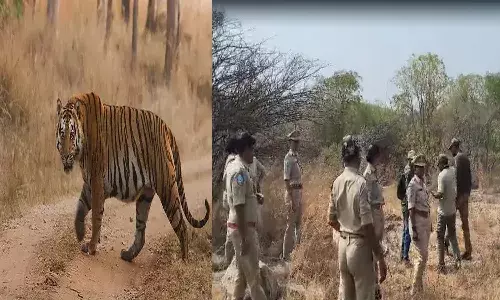 Telangana, Yadagirigutta, Tiger roaming, Dattaipalli Forests
