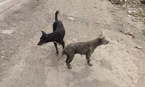 stray dogs killed, Telangana,Pathipaka village,Hanamkonda