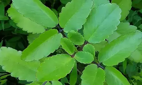 Life Style, diseases, Ranapa leaves, Health Tips Life Style, diseases, Ranapa leaves, Health Tips