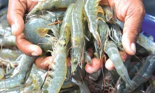 Aqua farmers,  Andhra Pradesh, US tariffs,prawns, Aqua sector