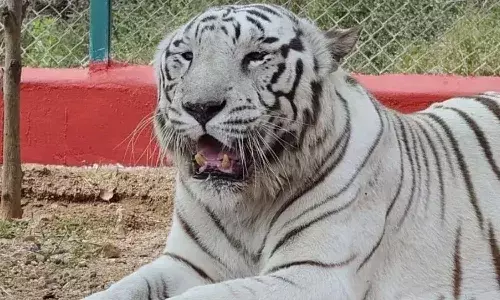Warangal, white tiger Sharan, Kakatiya Zoo, Telangana