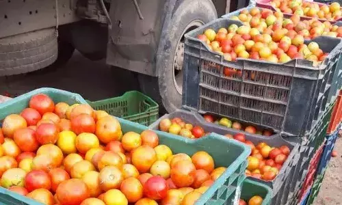 Andrapradesh, Kurnool District, Rayalaseema, Tomato prices fall