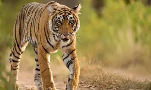 People scared, tiger, Jangaon district, Telangana