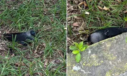 Hundreds of crows die, Chennai, H5N1 flu