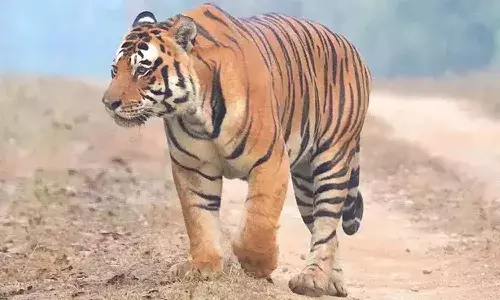 Telangana, Forest department, farmers, electrified wires, traps, big cat