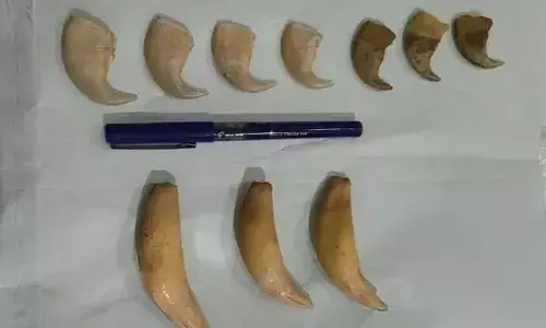 DRI Officials, Arrest, Illegal Trade of Tiger Claws and Teeth, Hyderabad