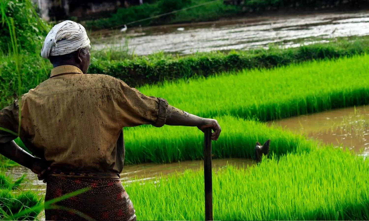 Telangana Rythu Bharosa Status, Rythu Bharosa Fund Release Date Feb 17, Single Installment Agriculture Subsidy, Telangana Govt Investment Support for Farmers, Rythu Bharosa New Guidelines Telangana Rythu Bharosa Status, Rythu Bharosa Fund Release Date Feb 17, Single Installment Agriculture Subsidy, Telangana Govt Investment Support for Farmers, Rythu Bharosa New Guidelines