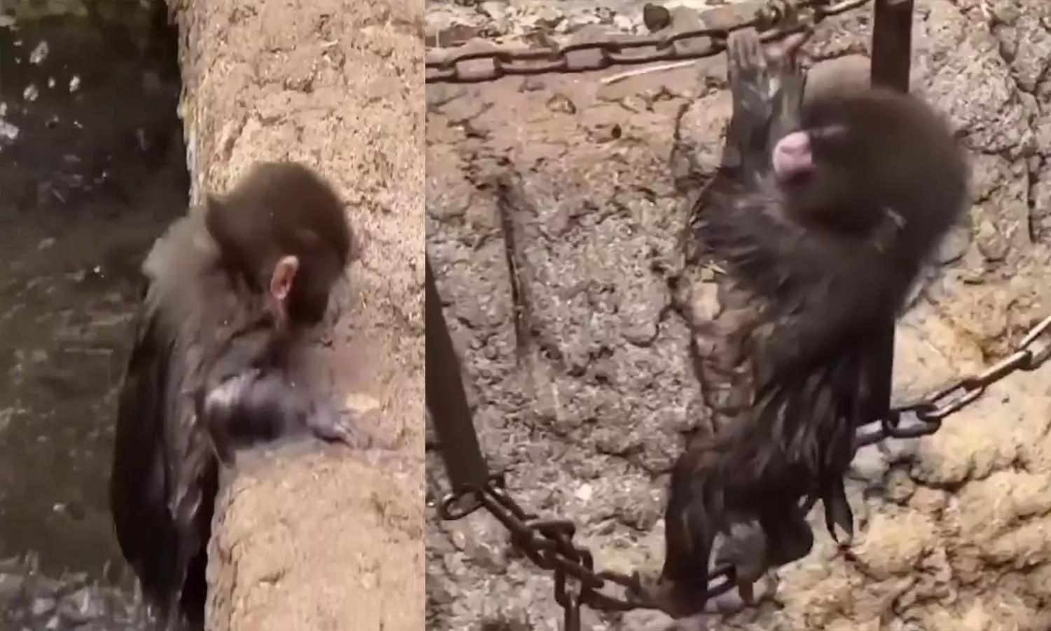 Hyderabad News, Punch The Monkey, Hyderabad Police, ViralVideo, PoolSafety, ChildSafetyAlert Hyderabad News, Punch The Monkey, Hyderabad Police, ViralVideo, PoolSafety, ChildSafetyAlert