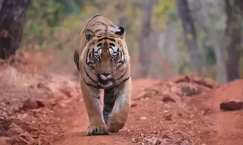 పులిని చంపేస్తామంటున్న ఏజెన్సీ ప్రజలు..!