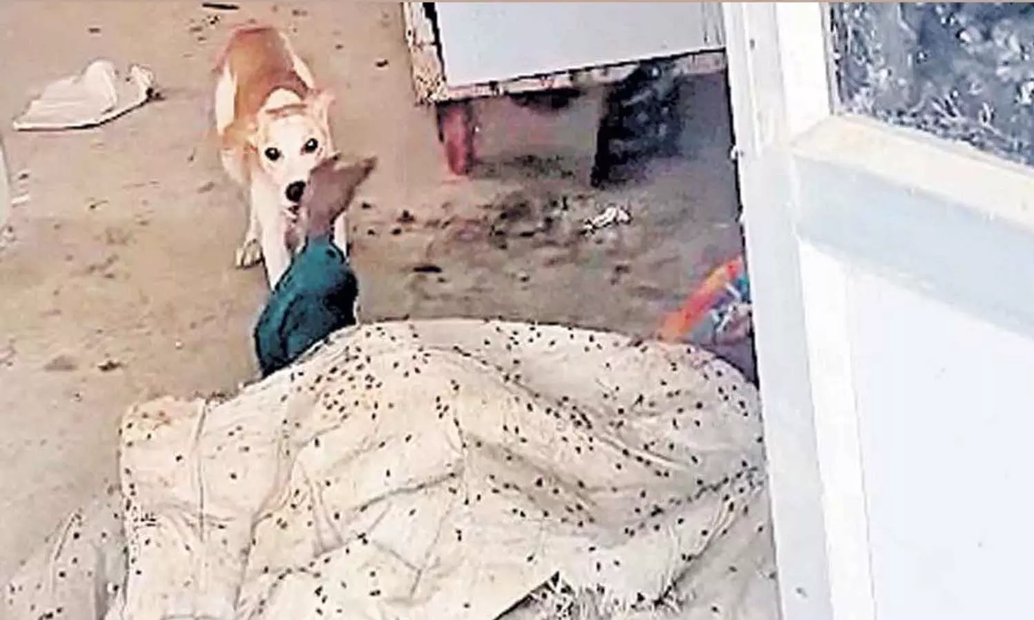 Jadcherla Hospital, Mortuary Negligence, Stray Dog Biting Corpse, Telangana Hospital News, Pole Bhimeshwar Case, Hospital Infrastructure Issues, Medical Negligence Telangana Jadcherla Hospital, Mortuary Negligence, Stray Dog Biting Corpse, Telangana Hospital News, Pole Bhimeshwar Case, Hospital Infrastructure Issues, Medical Negligence Telangana