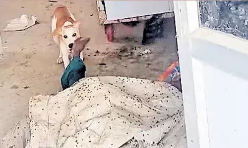 Jadcherla Hospital, Mortuary Negligence, Stray Dog Biting Corpse, Telangana Hospital News, Pole Bhimeshwar Case, Hospital Infrastructure Issues, Medical Negligence Telangana Jadcherla Hospital, Mortuary Negligence, Stray Dog Biting Corpse, Telangana Hospital News, Pole Bhimeshwar Case, Hospital Infrastructure Issues, Medical Negligence Telangana