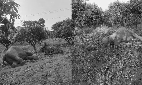 Andrapradesh, Tirupati, Chandragiri, Tragic Incident, Two Wild Elephants Death, Forest Department