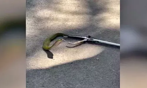 తిరుమలలో అరుదైన పచ్చ నాగుపాము