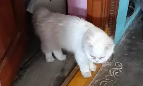 పెంపుడు పిల్లి మరణం తట్టుకోలేక యువ‌తి ఆత్మహత్య