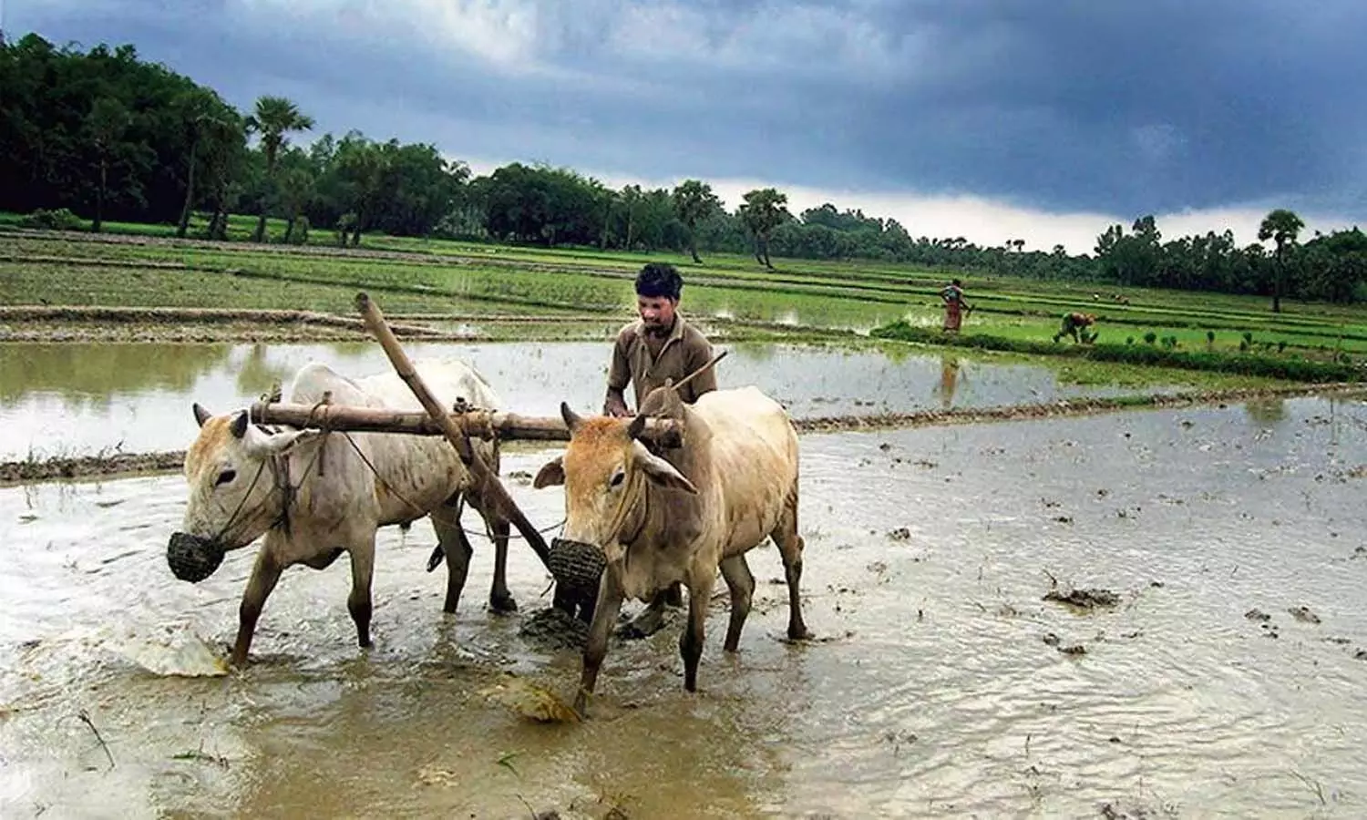 Farmers, Rythu Bharosa scheme, Telangana Govt, CM Revanth Reddy Farmers, Rythu Bharosa scheme, Telangana Govt, CM Revanth Reddy