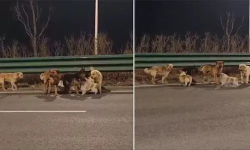 China Viral Dog Video, Dog Meat Trade Escape, Intelligent Corgi Leader, Jilin Province, Animal Rescue Drone, Heartwarming Dog Reunion, Changchun Highway