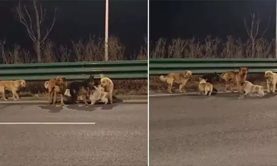 China Viral Dog Video, Dog Meat Trade Escape, Intelligent Corgi Leader, Jilin Province, Animal Rescue Drone, Heartwarming Dog Reunion, Changchun Highway