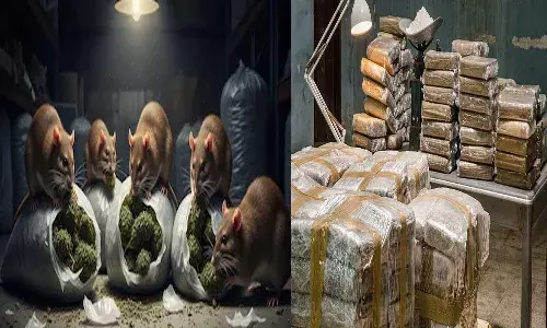 National News, Gujarat Police, CAG Report, Drug Seizure, Missing Drugs, Rats Eaten Drugs