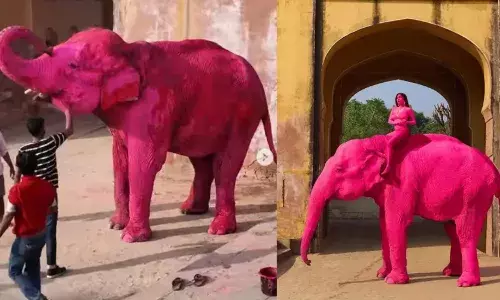 పింక్ ఏనుగు ఫోటోషూట్.. నెట్టింట తీవ్ర దుమారం..!