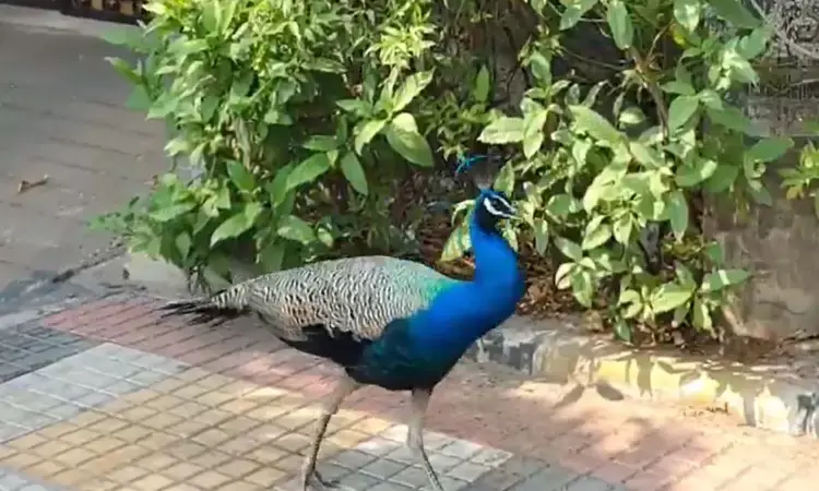 Hyderabad, KBR Park, Peacock, National Bird, BanjaraHills, ViralVideo Hyderabad, KBR Park, Peacock, National Bird, BanjaraHills, ViralVideo