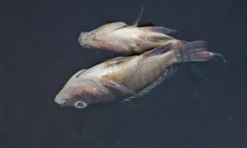 తెల్లాపూర్ చెరువులో భారీగా చేపల మృత్యువాత