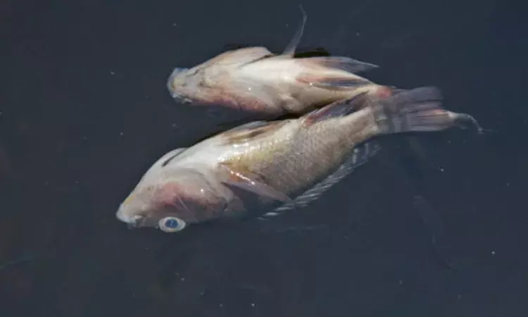 తెల్లాపూర్ చెరువులో భారీగా చేపల మృత్యువాత