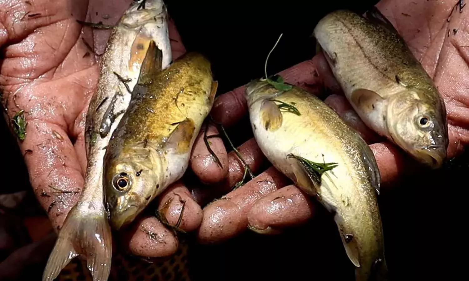 Odisha Mayurbhanj News, Man Dies from Fish in Throat, Indian Koi Fish Fatal Incident, Choking Death While Fishing, Bangriposi Police Limits, Fishing Safety Hazards, Dighi Village Tragedy