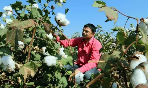 Cotton Farmers, Price Deficiency Payment Scheme, PM-AASHA, Minimum Support Price, Direct Benefit Transfer