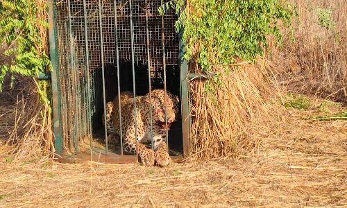 శంషాబాద్‌ ఎయిర్‌పోర్టు వద్ద ఎట్టకేలకు చిక్కిన చిరుత