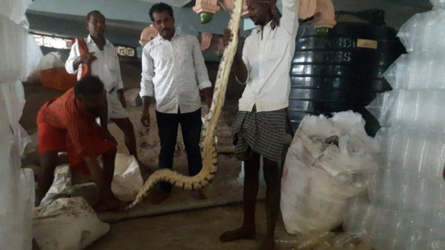 గంగమ్మ ఆలయంలో కొండచిలువ… పరుగులు తీసిన భక్తులు