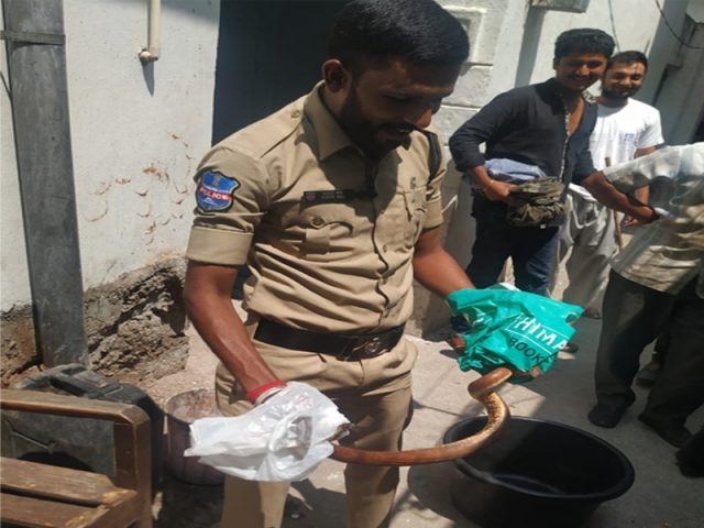 పాతబస్తీలో రెండు తలల పాము లభ్యం