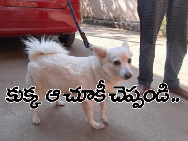 కుక్కను వెతకండి.. మహా ప్రభో..