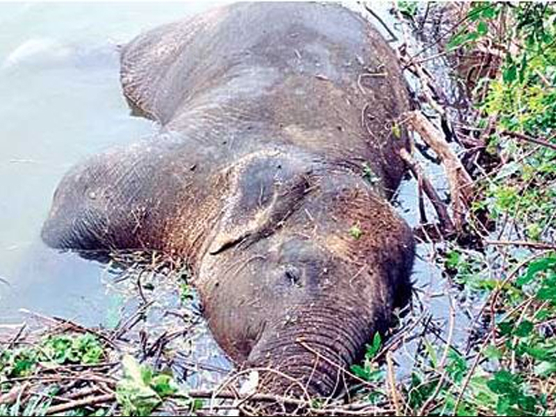 Elephant died in chittoor 