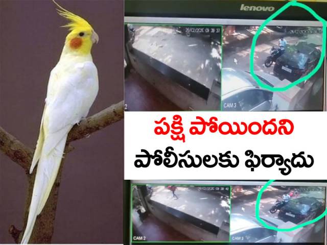 చిలుక పోయింది.. కనిపెట్టరూ..?