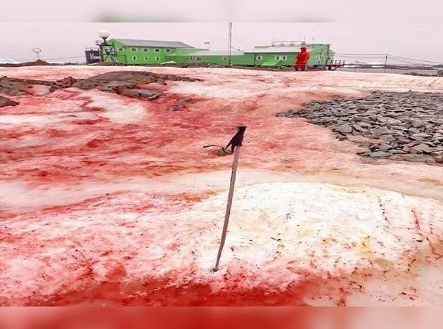 Antarctica snow turns red 