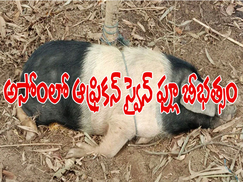 అసోంలో విజృంభిస్తున్న మరో వైరస్.. 2500కి పైగా పందులు మృతి అసోంలో విజృంభిస్తున్న మరో వైరస్.. 2500కి పైగా పందులు మృతి