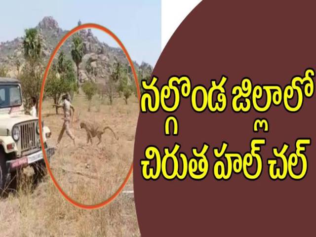 నల్గొండ జిల్లాలో చిరుత హల్చల్