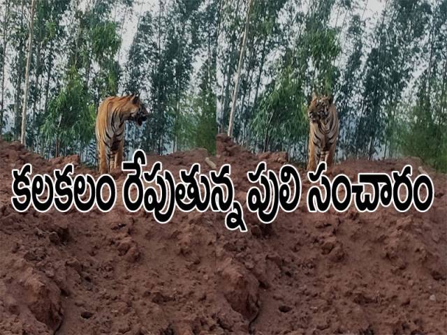 ఓపెన్ కాస్ట్ ఏరియాలో పులి సంచారం