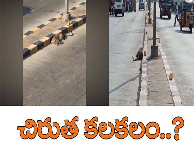 చిరుత కలకలం
