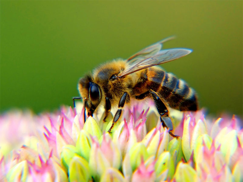 Honey Bee1
